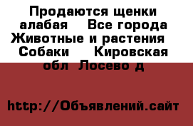 Продаются щенки алабая  - Все города Животные и растения » Собаки   . Кировская обл.,Лосево д.